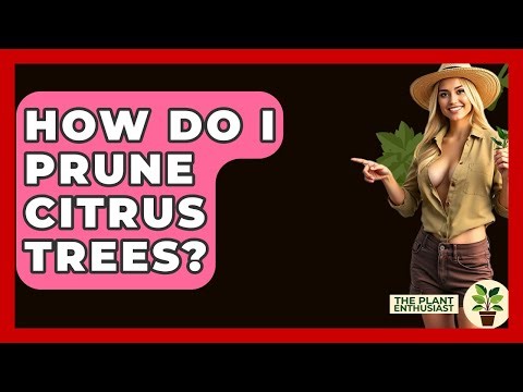 How Do I Prune Citrus Trees? - The Plant Enthusiast