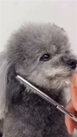 Pomapoo (Pomeranian Poodle Mix) Teddy Bear Cut ✂️ Grooming