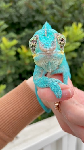 799K views · 48K reactions | My all-time favorite rainy day clip, brought to you by the incredibly handsome "Houoin Kyouma" ☔️! For those who may not be familiar with panther chameleons, he is what you would call a “Nosy Be” panther chameleon. Nosy Bes are known for their beautiful turquoises and blues. That said, these are Houoin Kyouma’s all-the-time colors! In my eyes, he is a truly fantastic example of the locale! 冀 | Kammerflage Kreations | Facebook