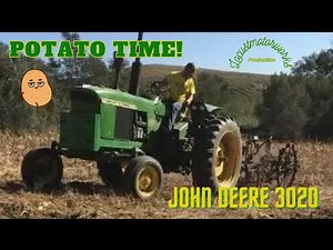 Digging Potatoes with an antique digger