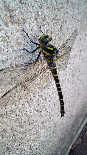 La libellule ( aeschne bleue femelle )