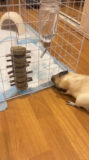 85K views · 1.1K reactions | #guineapig #guineapigs...