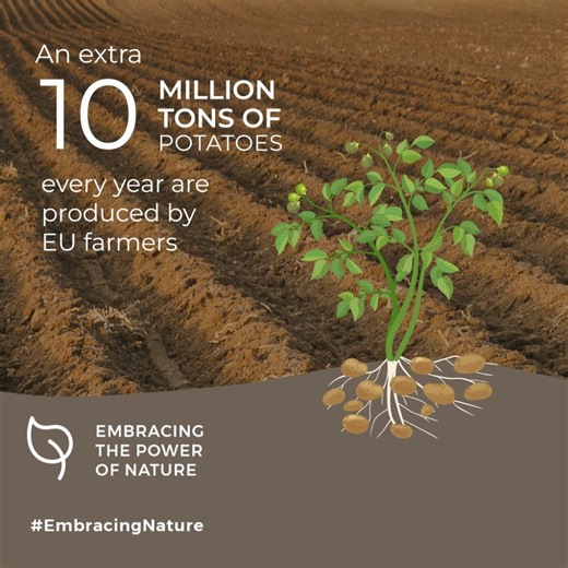 Do you like potatoes? 凜 Who doesn't? #DYK? #Plantbreeding has a big impact on the rise of #potato production 凜溺 ℹ️ https://www.hzpc.com/hzpc-news/brighter-future #GrowingTheFuture #InternationalDayOfPotato HZPC Potatoes | Euroseeds | Facebook