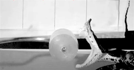 Snake Bites Captured at 1,000 Frames Per Second on High-Speed Camera