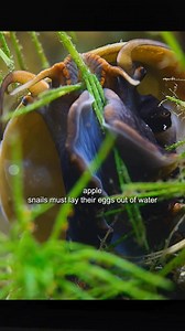 60K views · 913 reactions | The Apple Snails #animals #animalworld #applesnail #snail | Animal Documentary | Facebook