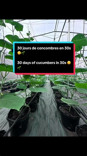 Les plants de concombre m’étonnent toujours par leur vitesse de croissance et de récolte !!! 🥒✨ Une culture facile à reproduire même à petite échelle chez vous 🌱 Alors, qu’est-ce que vous attendez pour vous lancer ? Cucumber plants always amaze me with how fast they grow and how quickly you can harvest!!! 🥒✨ A crop you can even grow at home on a small scale 🌱 So, what are you waiting for to get started?#cucumber #agriculture #fyp #farmlife #farmtok