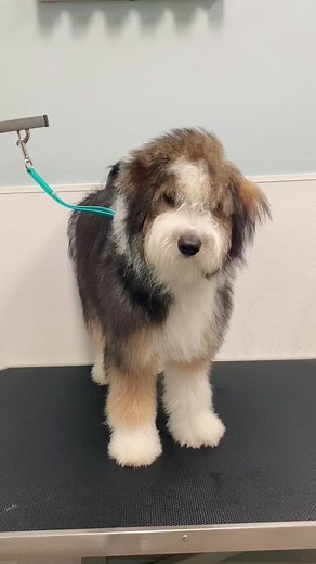 Bougie Mini Aussie Doodle Puppy First Grooming Experience