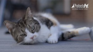 ProtectaPet Review: Susan, Cat Owner & Cats Protection Volunteer, talks about why she chose to create a cat safe garden | ProtectaPet