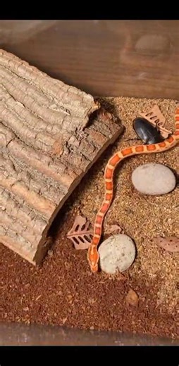 Juvenile Corn Snake vs Giant Darkling Beetle – Tight Space Survival #TerrariumFight #CornSnakeVsBeetle #RawNature #SurvivalInstinct #PhoneRecorded #ReptileVsInsect #WildlifeMoment #RealisticEncounter | Glimmer and Glare : A visual Journey