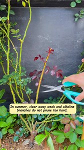 131K views · 871 reactions | Pruning roses? Timing and technique matter. ✂️ ☀️ Morning sun = faster healing ️ Rainy days = don’t do it 華 Trim the weak, keep the strong ️ Open the center for air flow And never forget—awn branches won’t bloom! #RoseCareTips #PruningSmart #Over60Gardeners #BloomsThatLast #HealthyGardenHabits #gardenizi | Gardenizi | Facebook