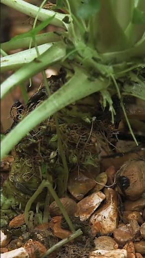 This is why authentic wasabi is so expensive. #Wasabi #Japan #SoExpensive