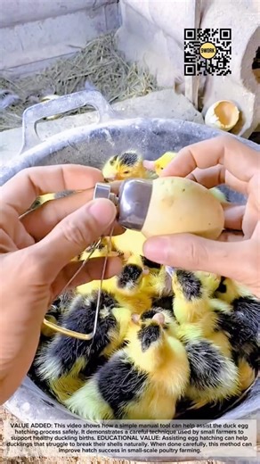 Manual Duck Egg Hatching Tool | Helping Ducklings Hatch Safely