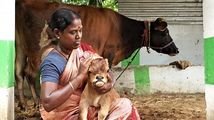 1.8M views · 71K reactions | “இந்த மாதிரி கன்றுக்குட்டியை நாங்க...