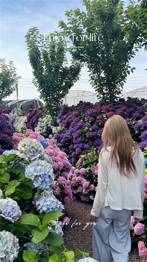 답다니수국밭 #제주여행 #제주도 #jeju #수국 #답다니수국밭