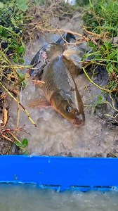 22K views · 77 reactions | Amazing golden fish catching method 2025 #fish #video #reels #fishing | Fisherman Animal Lover-Original | Facebook