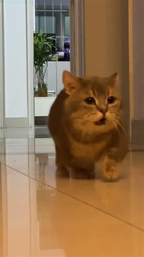 Cutest cat compilation ever made 🐱💖 #cats #shorts #cute