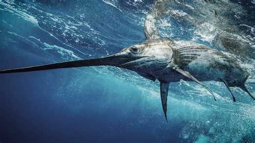 They chased swordfish 1,000 miles offshore - into a 30-meter wave