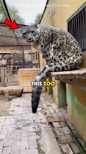 100-Year-Old Snow Leopard Finds Love