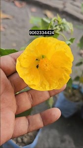 Lentern Hibiscus Flower || Colour - Yellow, White, Pink, Red || Chinese Lantern Abutilon Pictum