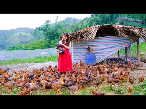 Full video 3 year of building a new life | My farm with 300 chickens and a large garden