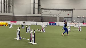 Jamie & Dozers run! Just wow! 🎉🐾👀 | Callahan French Bulldogs