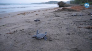 7.9K views · 108 reactions | Leatherback turtle nesting populations...