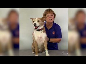How to give liquid medicine easily to a dog