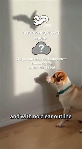 Ever wonder why your dog gets angry at… a shadow?