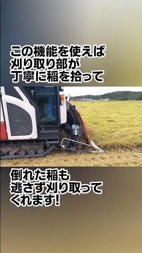 倒れた稲でもコンバインの倒伏刈を使ってどんどん刈り取っていきます！💪💪💪🌾🌾🌾#shorts #農業 #お米 #コンバイン #稲刈り #ファーム生活 #farming