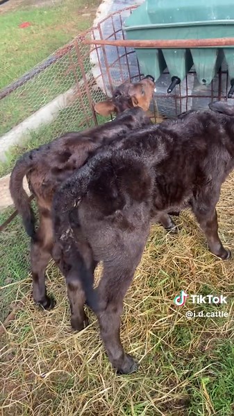 Black Angus Heifers Raising in South Africa