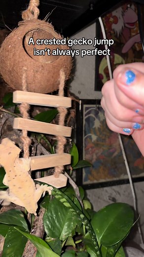 Crested Geckos: The Joy of Their Jumping Adventures