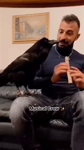 Crows of IG on Instagram: "Crows, renowned for their remarkable intelligence and adaptability, exhibit fascinating responses to auditory stimuli, including music. These highly cognitive birds possess a sophisticated auditory system, allowing them to perceive and process a wide range of sounds in their environment.Studies have indicated that crows can recognize and differentiate between various tones and melodies, suggesting a level of musical perception beyond simple auditory discrimination. In 