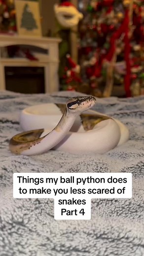 Adorable Ball Python Behaviors to Make You Smile