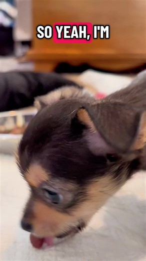 Tiny bodies. BIG boss energy 😤🐾 Our teacup pups run the house, bring the sass, and cause nonstop chaos. Funny, fearless, and way too cute 😂🐶✨#teacupdogs #puppiesoftiktok #pup #chorkie #chorkiesoftiktok
