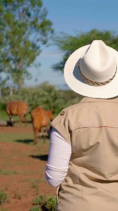 37K views · 4K reactions | Enjoy a unique breakfast experience at Fairmont Mount Kenya Safari Club, where you can dine with breathtaking views of nature and the majestic mountain bongos.  Savor your morning meal while witnessing these beautiful creatures in their natural habitat. @mkwc_ke @fairmonthotels @pearlsandloaf #fairmontmoments #stayiconic #all_mea #laikipia | Fairmont Mount Kenya Safari Club | Facebook