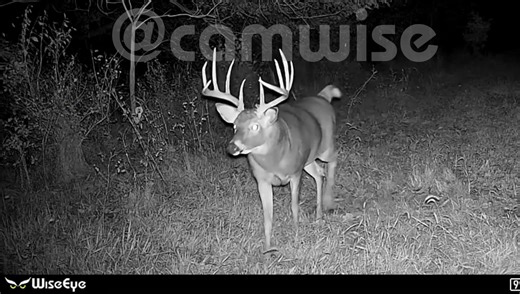 It’s Deer Season!! #deer #hunting #wiseeyenation #outdoors #trailcam @WiseEye Technology