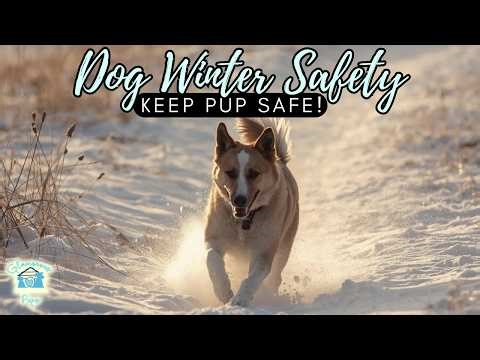 Dog Winter Safety: Keeping Your Pup Safe, Warm & Happy | Audio Blog Reading