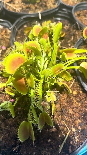 Venus Flytraps are easy to grow if……