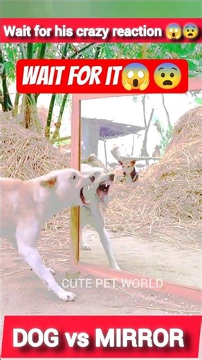 Dog vs Mirror 😇# Wait for his crazy reaction 😱😨#shorts #dogshorts