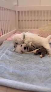 Mom and siblings . #westie #westiegram #westiemoments #westiesofinstagram #westielove #westhighlandwhiteterrier #dogsofinstagram #dog #westielife #westies #westhighlandterrier #dogs #westiepuppy #puppy #westietude #westielover #westiedog #westitude #westieoftheday #westiebestie #whwt #westiemania #westiesofig #terrier #westieworld #westiesarethebest #dogstagram #instadog #westielovers #dogoftheday | Moments with Westie