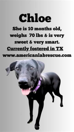 BLACK DOGS ARE AWESOME 💖 FOSTERS NEEDED 🐾 Check Out ALR's Black dogs 💜 *Black dogs are loyal *Black dogs can make you look thinner *Black dogs look amazing in any color collar or bandana *Black dogs make great Instagram subjects *Black dogs will protect you *Adopting a black dog helps stop Black Dog Syndrome! https://americanlabrescue.com/foster-application/ | American Lab Rescue (ALR)