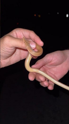 Legless Lizard In Australia
