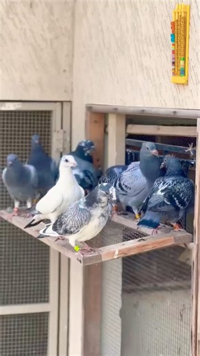 Next Year’s Racing Stars! New Youngster Team Revealed 🕊🔥 #kabutar #kabootar