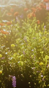 abundance of blooming wild flowers on the meadow at spring time