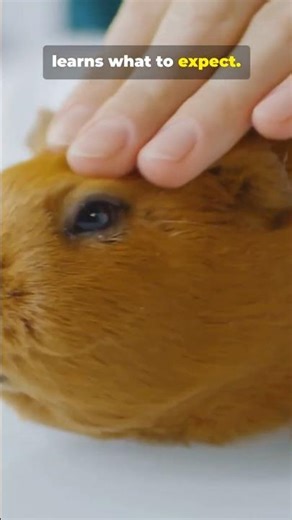 How Food Builds Trust With Guinea Pigs