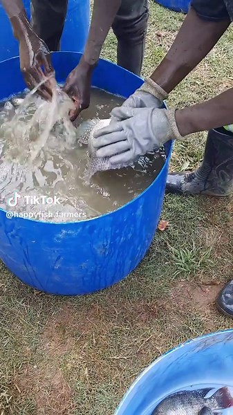 Tilapia Farming Online Training Starts Today at 6 PM