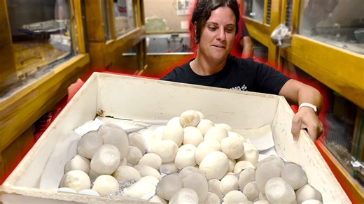 12K views · 286 reactions | Sometimes we get a Momma snake who isn’t...