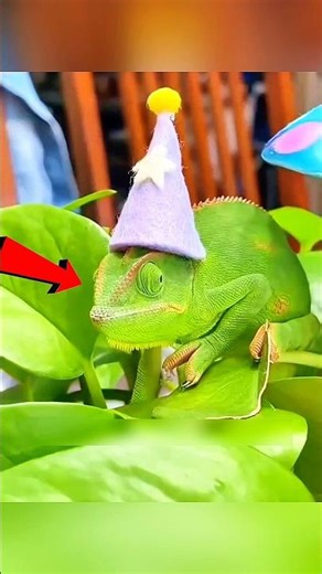 Woman Saved a Tiny Creature… Then Her House Filled With Baby Chameleons 😳🦎