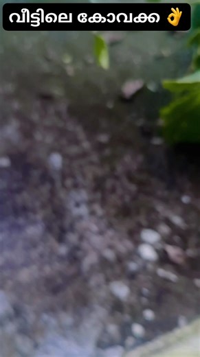 319K views · 2.3K reactions | Renju Renju on Reels | Facebook