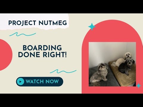 Project Nutmeg: 5 Things You Need to Know About Dog Boarding!